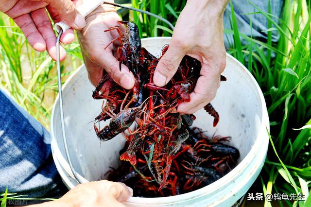 小龙虾生活在臭水沟，有细菌微生物？传言虽不实，但并非毫无根据