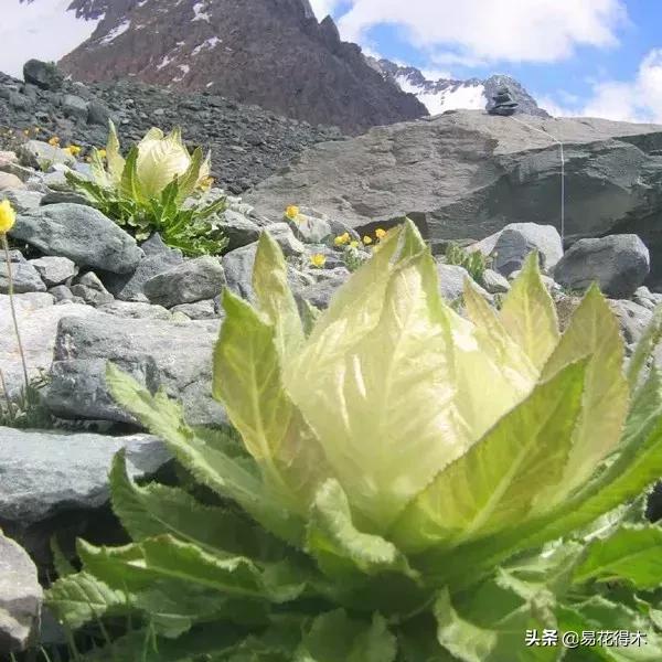 国家Ⅱ级保护濒危珍稀植物：天山雪莲频临灭绝