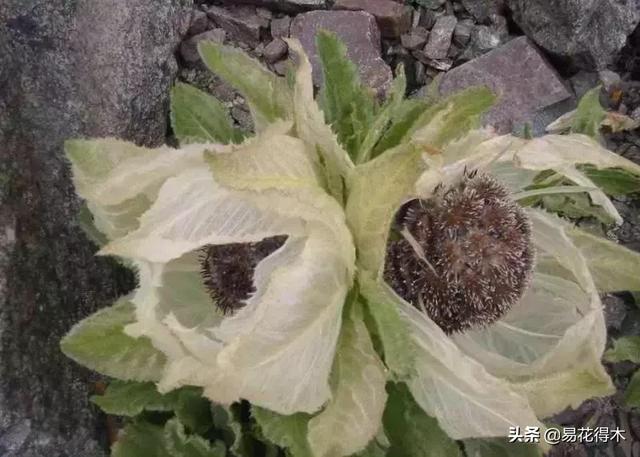 国家Ⅱ级保护濒危珍稀植物：天山雪莲频临灭绝