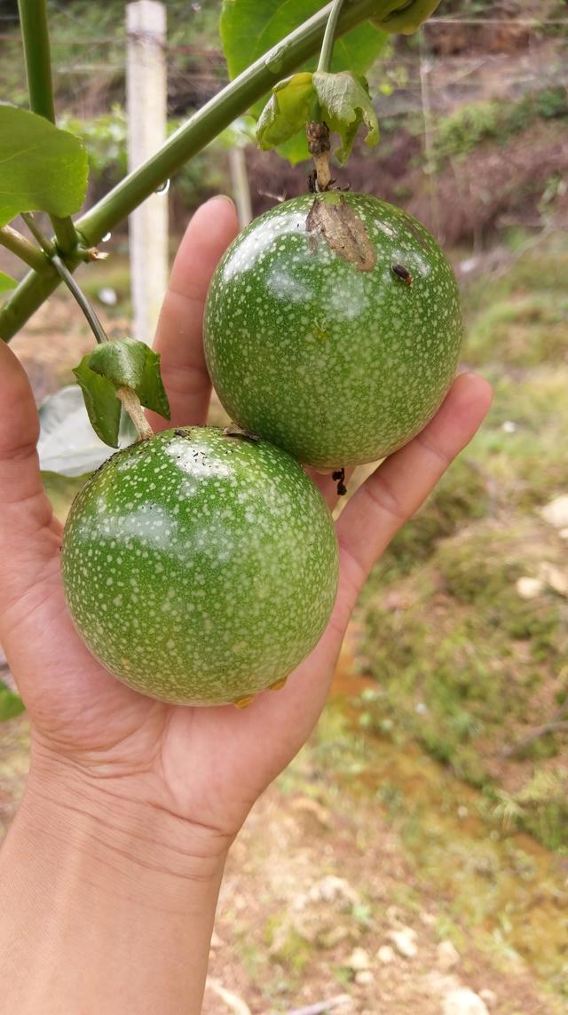 浅谈百香果开花不结果的原因之——授粉