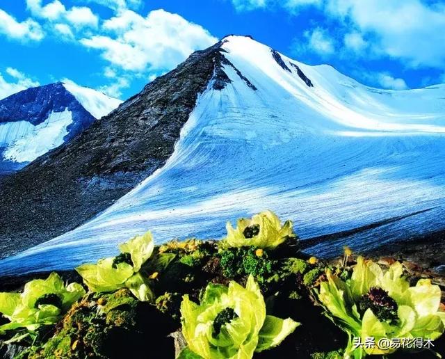 国家Ⅱ级保护濒危珍稀植物：天山雪莲频临灭绝