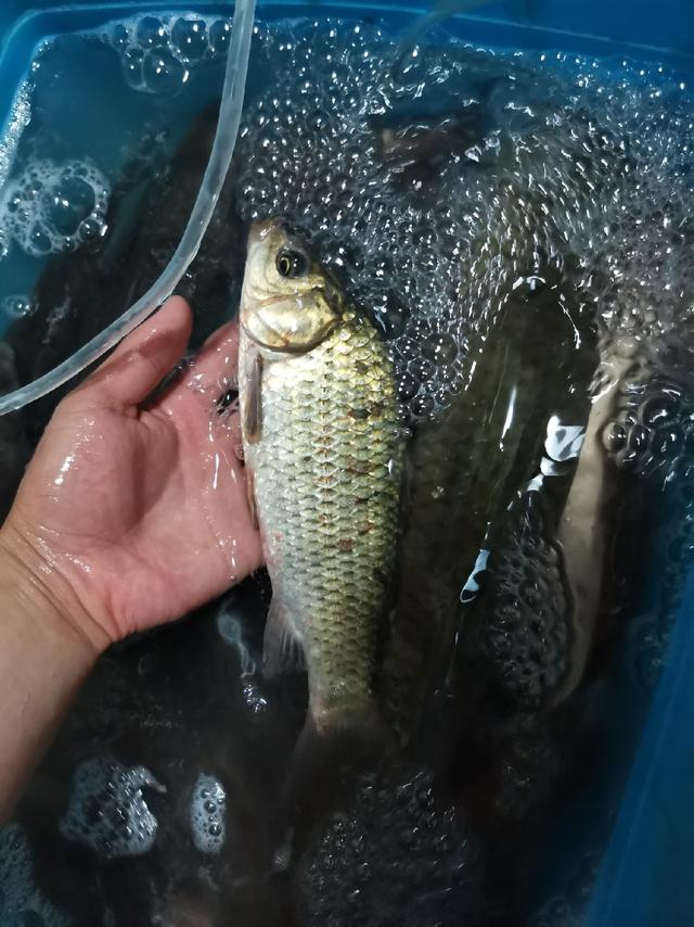 龟地迎新生，一盆马口不如与鲮鲫来次约会