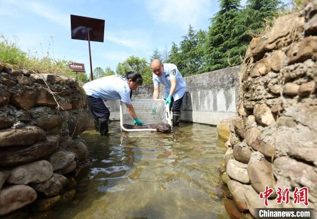 湖南张家界：“仿生态”技术救护繁育大鲵