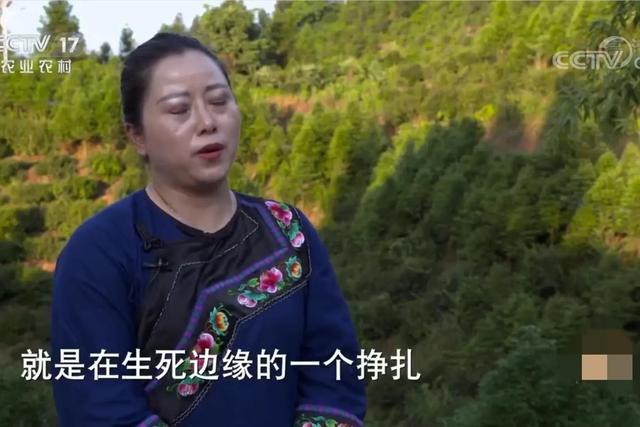 湖南女子承包500亩荒山，如今荒山变成聚宝盆，公司年销售额1.2亿