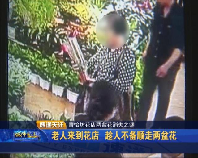 青怡坊花店两盆花消失之谜 这位阿姨请别再顺手牵“花”了