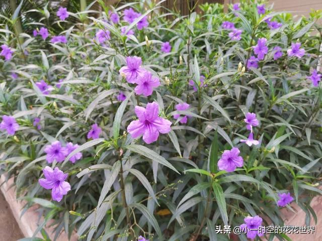 花花世界：花草的魅力之“狭叶翠芦莉”