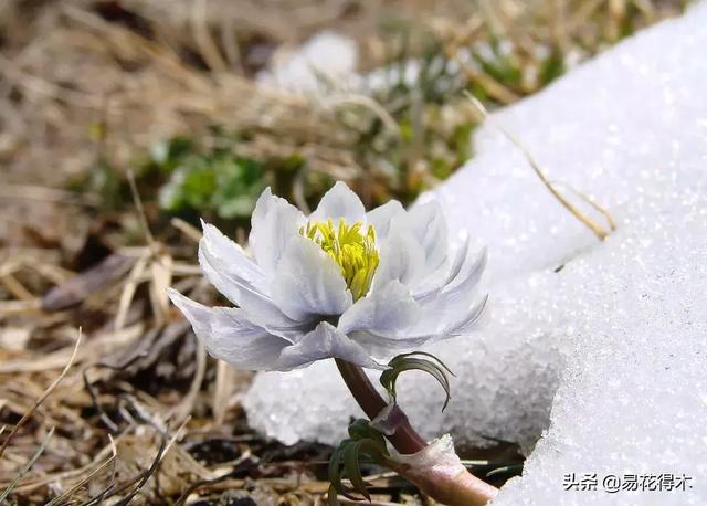 国家Ⅱ级保护濒危珍稀植物：天山雪莲频临灭绝