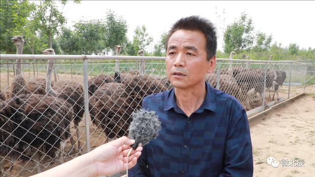 乡村振兴新亮点！北辰区有家鸵鸟特种养殖中心～