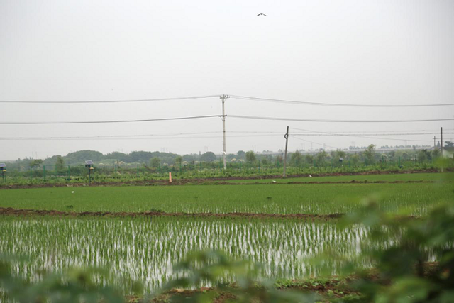 六月蟾蜍初长成 溯源雷允上蟾蜍养殖基地