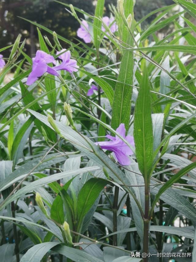 花花世界：花草的魅力之“狭叶翠芦莉”