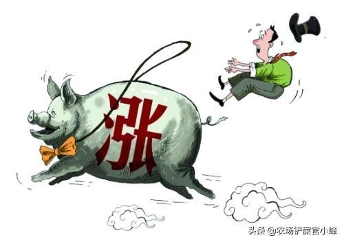 今年养殖行情好，想养鸭子不知道怎么入手？看完这些心中有数了