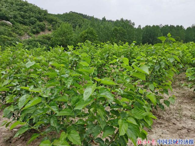 河南鲁山张沟村：打造传统柞蚕丝绸综合性产业基地