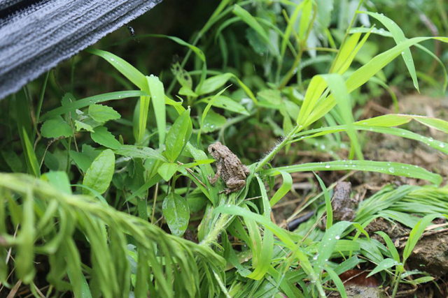 六月蟾蜍初长成 溯源雷允上蟾蜍养殖基地