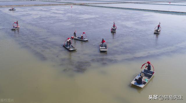 小龙虾生活在臭水沟，有细菌微生物？传言虽不实，但并非毫无根据