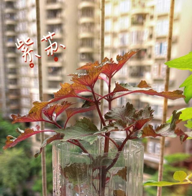 阳台一定要养“3种”花草，自带香味，能吃能看，好养皮实长一片