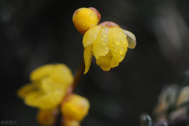 “不经苦寒花难开”的品种，下雪也别搬进屋，冻冻更娇艳