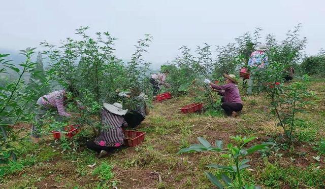 【茶都名山】蒙阳镇：靶向施策 精准发力 昔日贫困村成产业新村