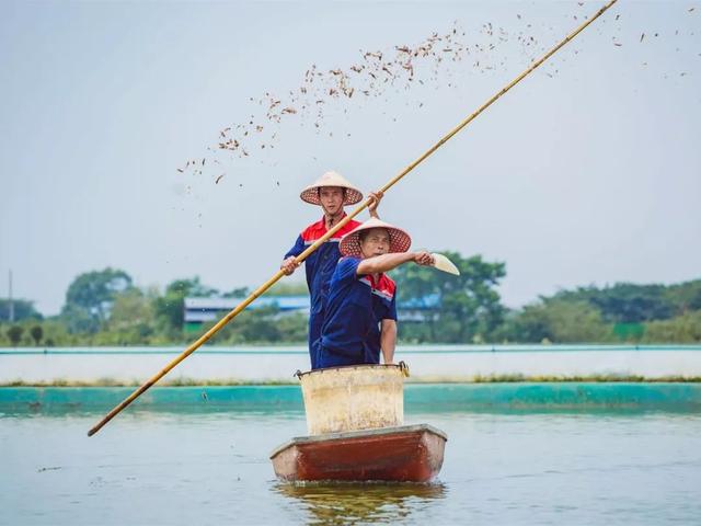 蟹黄绵密油润，蟹膏红亮丰腴！这只大闸蟹，一口之后百味淡