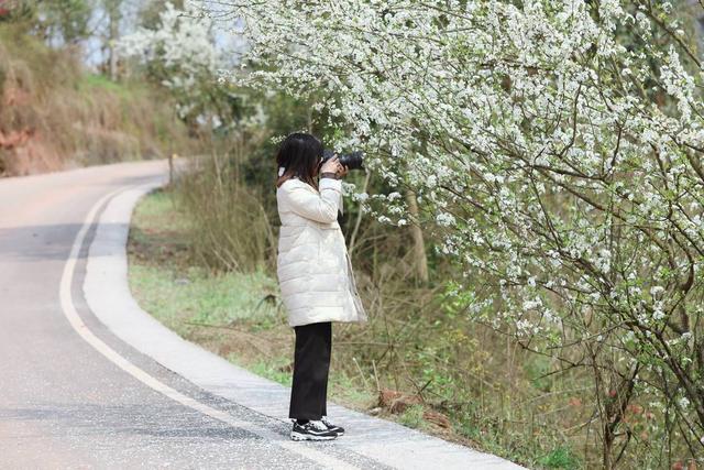 桃花梨花进入盛花期 四川自贡七大赏花景点盘点