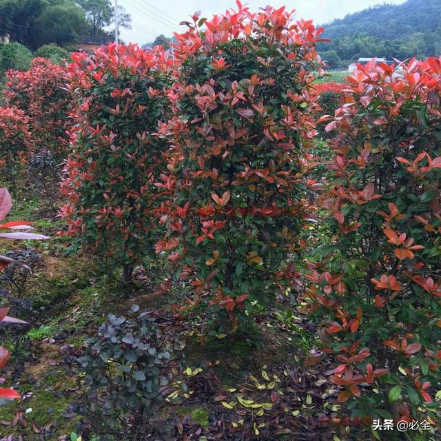 干货！红叶石楠6种树型修剪方法