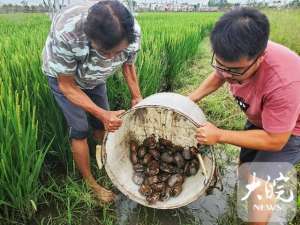 中华草龟养殖基地(安徽地标农产品背后的故事｜项旭东：依靠科技养殖，无为草龟变“金龟”)