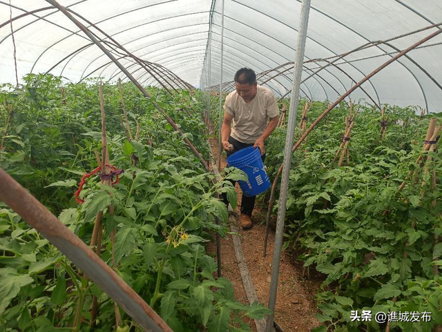 【乡村振兴】张店乡：基地蔬菜长势旺 农民增收致富忙