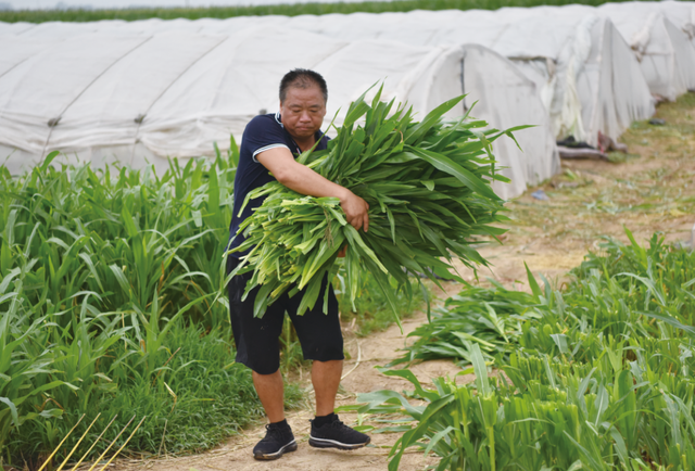 济南最大蚂蚱养殖户：最贵曾卖到16一斤！济南一村民承包60亩地养蚂蚱