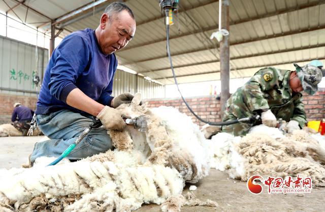 甘肃肃南：60多万只高山细毛羊换“夏装”