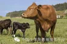 养殖肉牛母牛标准化饲养管理技术