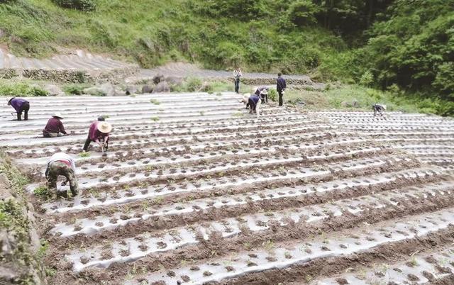 黄家河村：一步一脚印走向振兴