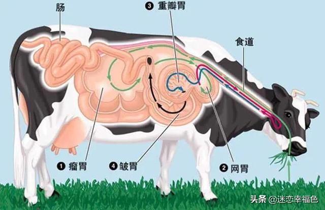 美国推崇“瘤胃开窗”养牛法，这是为何？奶牛一生令人潸然泪下