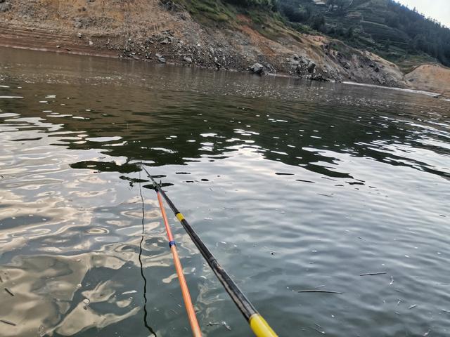 龟地迎新生，一盆马口不如与鲮鲫来次约会