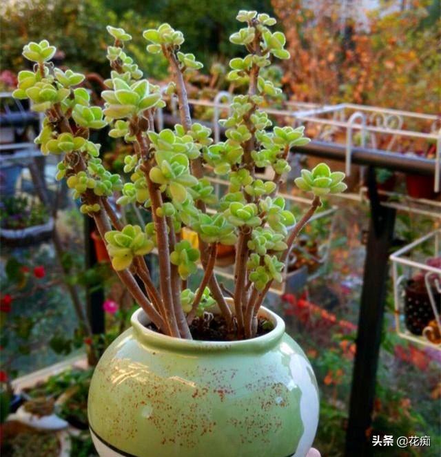 碰碰香太普通？这样养2年，变成老桩盆景，好看又值钱