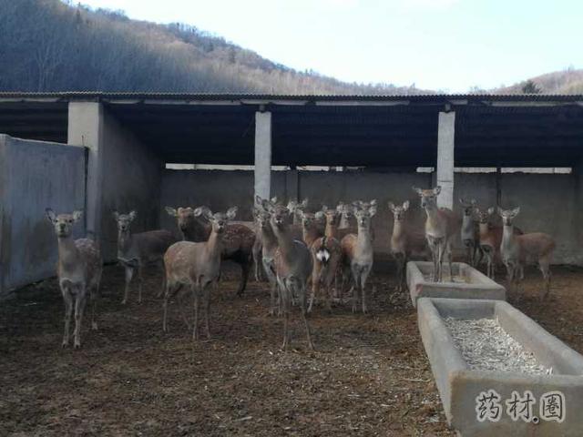 鹿茸的来源——鹿的养殖流程及成本介绍