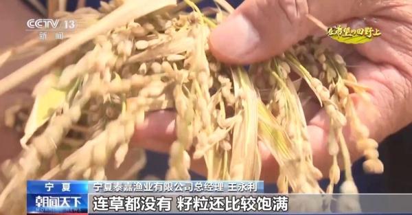 从寸草不生到鱼虾满满 盐碱地里养出大海虾