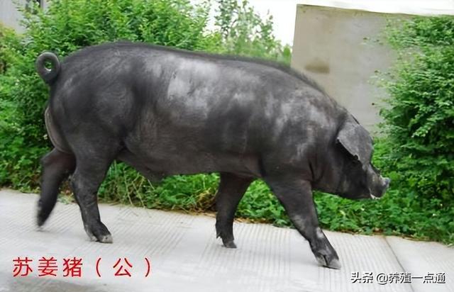 苏姜猪夏季管理和夜间补饲，中国猪种，生长快、繁殖强、瘦肉多