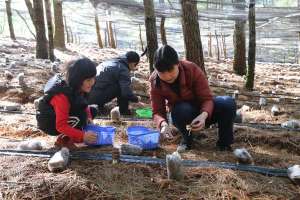 仿野生菌养殖大棚(巧家县食用菌林下仿野生培育试验成功)