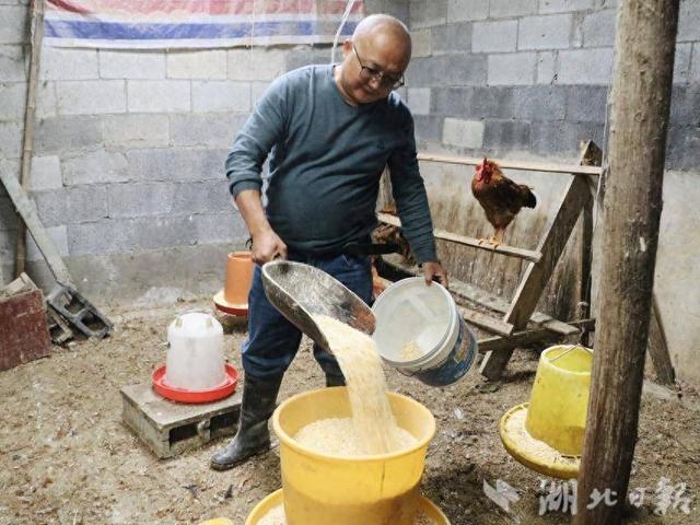 鹤峰：生态养鸡拓宽致富新路子