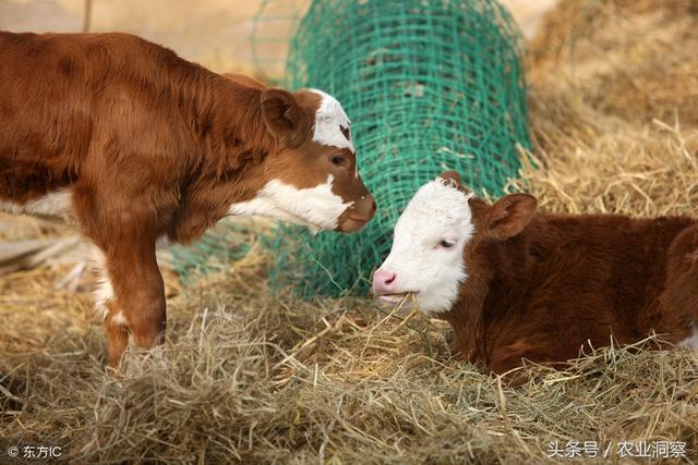 重庆的农妇养殖肉牛，总结出一套生意经！每年纯收入到达20万元！