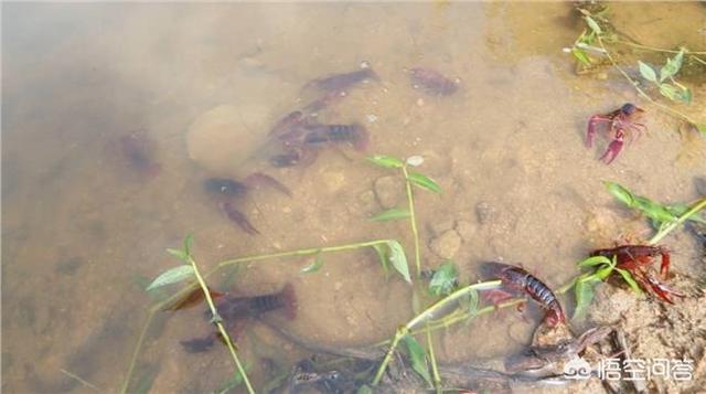 小龙虾养殖：高温季节小龙虾养殖管理技术要点