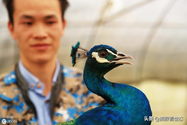 贵州毕节的这些村民养孔雀鸵鸟野鸡，除了销售外还能发展特色旅游