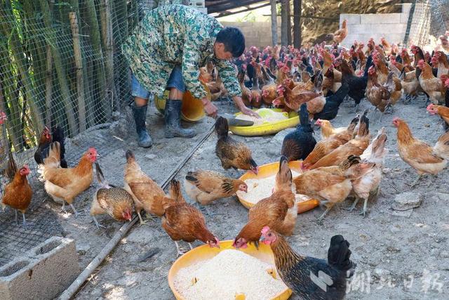 咸丰鸡鸣坝：生态养鸡 致富好“钱”程