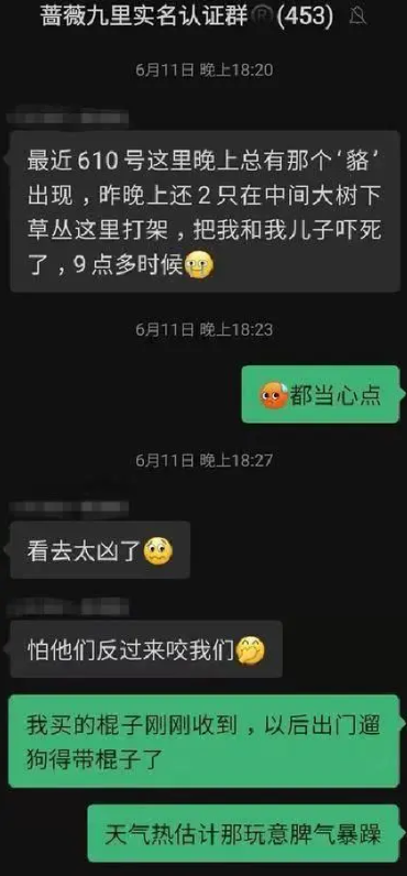 超五千只貉惊现上海小区，咬伤宠物还攻击人？貉为何在上海安家？