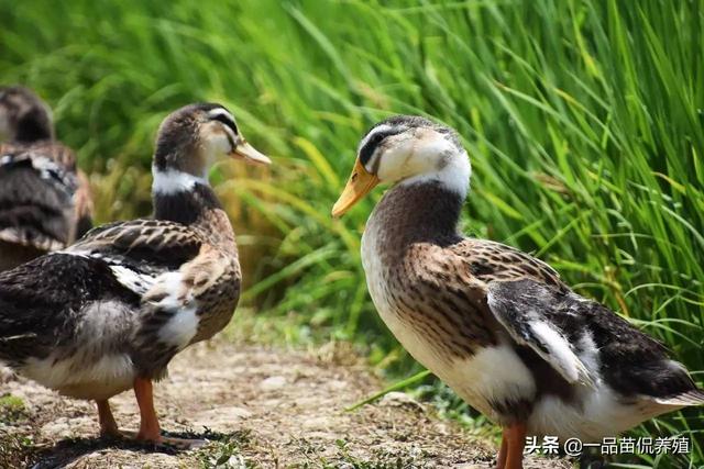 肉鸭完整防疫流程和管理要点，学会后养鸭不求人