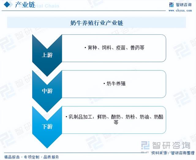 【智研咨询】2023年中国奶牛养殖行业市场研究报告