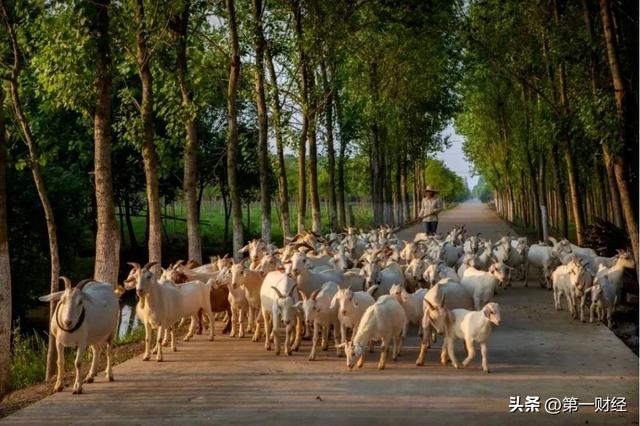 “崇明白山羊”的前世今生