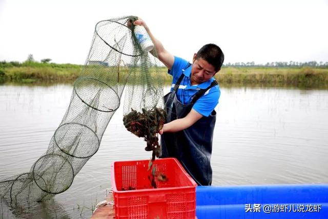 五年前回乡养小龙虾的人，现在后悔了吗？