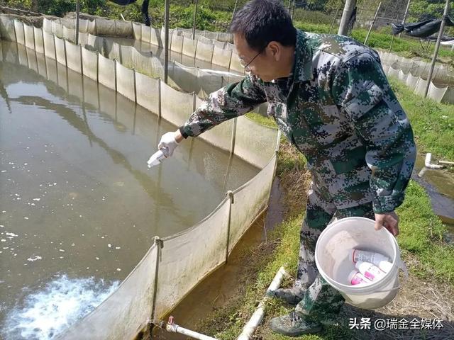 瑞金武阳对非法牛蛙养殖基地，集中捕杀牛蛙幼苗30万只