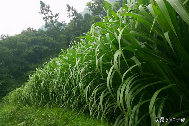 在农村包10亩地，种草养殖牛羊，有前景吗？要注意这几点，再决定