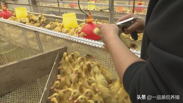 肉鸭完整防疫流程和管理要点，学会后养鸭不求人